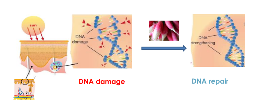 Massada dna repair